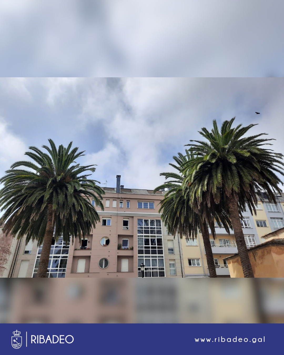 O Concello ofrécese a podar gratuitamente as palmeiras privadas para decorar a vila coas súas follas no X Ribadeo Indiano.